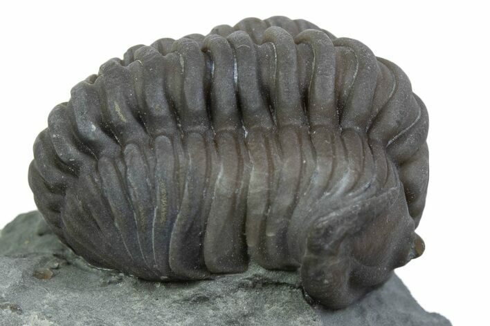 Long Curled Flexicalymene Trilobite - Mt Orab, Ohio #375284